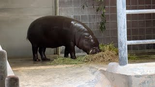 ご飯を食べるナツメちゃん モトモトくん モミジちゃん【未公開編】【上野動物園】コビトカバ