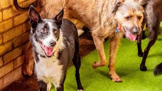 Border Collie Kelpie X