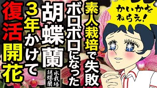 【胡蝶蘭】初心者ゆえの無謀な栽培で弱った株→3年後に感動の復活＆開花!【空中栽培からの水栽培】