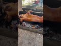 lechon