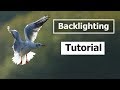 How to Use Back-lighting for Bird and Wildlife Photography