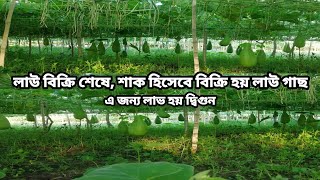 এই গ্রামে লাউ উৎপাদনে সকল কৃষক থেকে এগিয়ে ইউসুফ, ভাই | লাউয়ের ফলনের বৃদ্ধির উপায় |