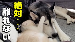 ハスキー犬に育てられた子猫が一緒に生活するうちに、ハスキーのようになりました...