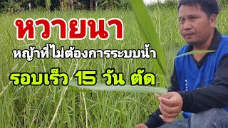 หวายนาหญ้าที่ไม่ต้องการระบบน้ำ รอบตัดเร็ว 15 วัน ตัด