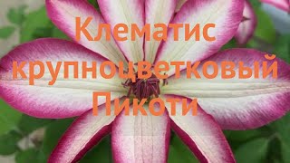 Клематис крупноцветковый Пикоти (pecotee) 🌿 Пикоти обзор: как сажать, саженцы клематиса Пикоти