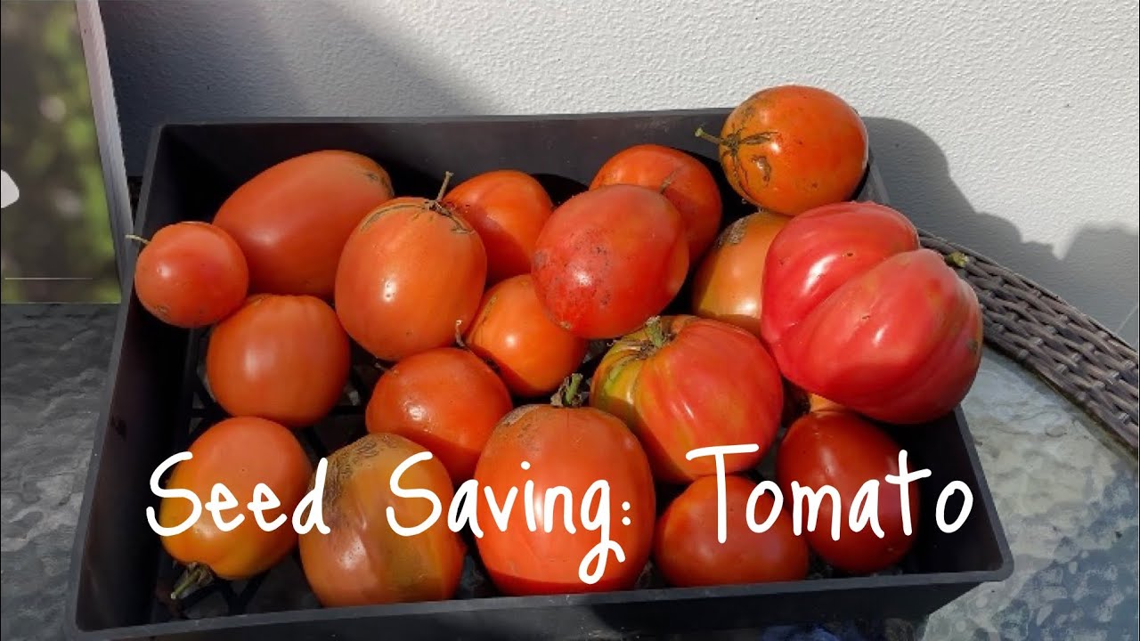 Seed Saving Tomato How To Save Seeds To Grow Again Next Season Youtube