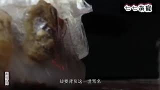 老鼠被捕鼠器夹住，随后它的举动让人意外，镜头拍下全过程