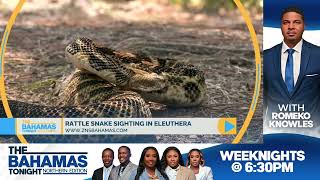 Rattle Snake Sighting In Eleuthera