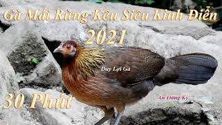 Gà Mái Rừng Kêu Siêu Kinh Điển 2021 l Số 1 l Đánh Loa l 30 Phút