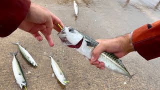 Mackerel fishing in the rain - i forgot how much FUN this was!