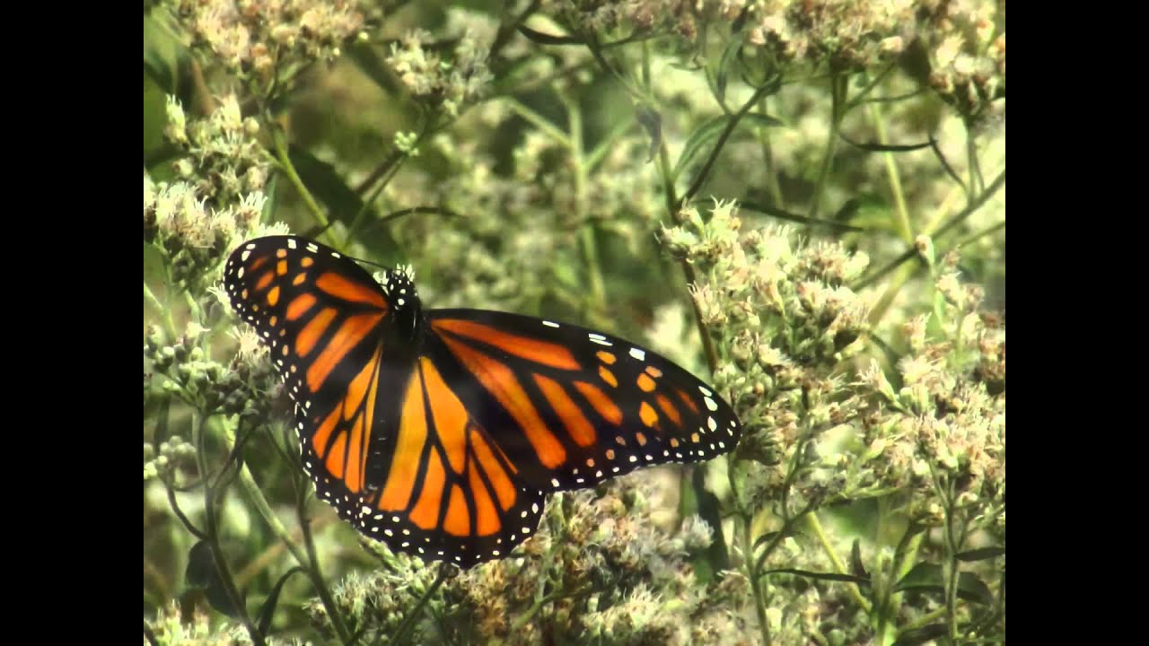 Monarch Butterfly Video - YouTube