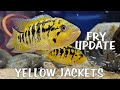 LOTS OF FISH FRY | YELLOW JACKETS