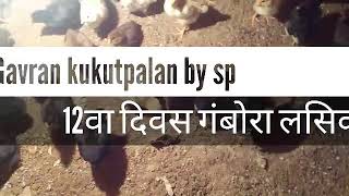 #gavranpoultryfarm #kaverichiks १२वा दिवस गंबोरा लसिकरण(100 कावेरी  पिल्ले)