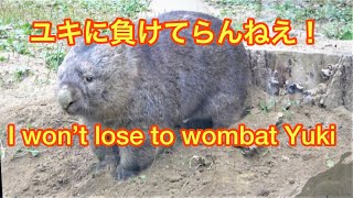 ユキちゃんに負けじと抜け穴を掘るフク🌸Wombat FUKU Loophole !!  【動くぬいぐるみ】