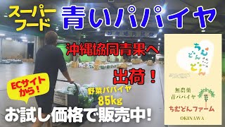 【無農薬青パパイア出荷】◆特別お試し価格2玉200円企画あり！◆購入は概要欄を要チェック↓今回の動画は沖縄やんばる産の青パパイヤを沖縄協同青果に出荷！朝ドラちむどんどん効果で需要増の値上がりを期待！