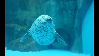 アザラシの泳ぎ方（男鹿水族館GAOのゴマフアザラシ）