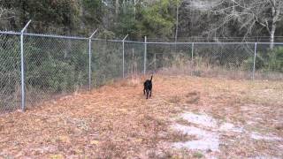 Meet Bentley 0628 a Retriever Labrador currently available for adoption at Petango.com! 1/30/2015 5