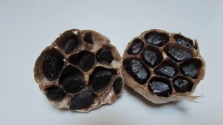 自家制黑蒜 - 絕對不會變石頭！Homemade Black Garlic