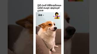 බහිරවයා ගිල්ල කේක්😂 #funny #funnyvideo #siblings