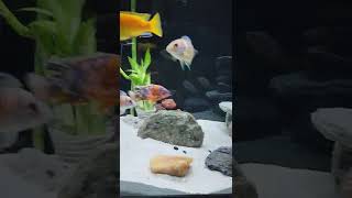 75 gallon cichlid tank..with fx6,306,aqueon quiet flow 400