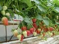 Strawberry Substrates - from A.M.A.