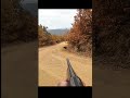 хороший снимок охоты на кабана в середине джунглей cinghiale охота chasse hunting wildhunting