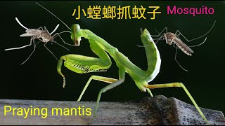 螳螂vs蚊子，2cm螳螂能否抓住蚊子？蚊子被吃，Experiment:Praying mantis vs mosquito，Finally kill the mosquitoes，カマキリvs蚊