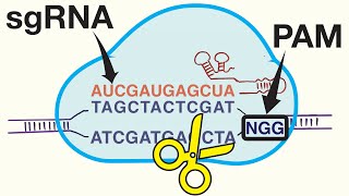 Genome Editing with CRISPR-Cas9