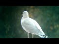 larus argentatus herring gull hõbekajakas