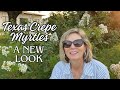 Texas Crepe Myrtles - A New Look In The Garden -