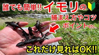 【生き物好き必見!!】簡単イモリの捕まえかた