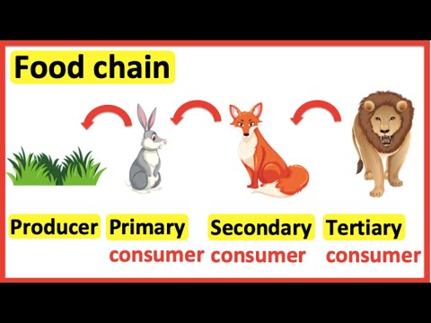 What animals eat secondary consumers?