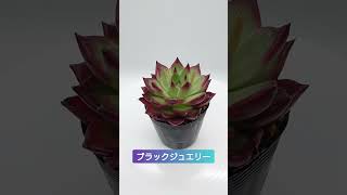 花友フェスタ2024part1 #トモシープロジェクト #花友フェスタ #succulent #多肉植物