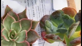 Lots of Korean succulents - my first unboxing of rare echeverias from Korea!!