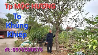 vườn chú TUẤN BẢO HIỂM Yên Bái có hàng 100 cây mộc * nhưng ấn tượng nhất TP MỘC TIỀN TỶ trong vườn .