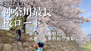 【お散歩スポット巡り#21】神奈川最長の秦野市桜ロードを完全収録！　イングリッシュコッカースパニエル「みみ」 の気持ち