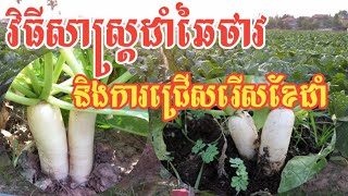 វិធីសាស្ត្រដាំឆៃថាវ និងការជ្រើសរើសខែដាំ