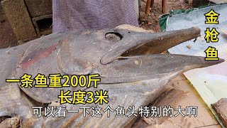 山东农村大集，一条金枪鱼重200斤，腌制三年才能吃，能卖6000元