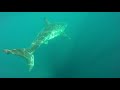 Great White Shark stalks kayak fisherman in Australia