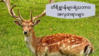 သဘာဝတိရိစ္ဆာန်များ(The Nature Animals)