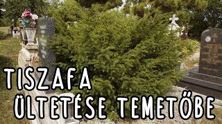 Tiszafa /Taxus/ ültetése temetőbe