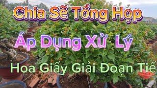 @kênh Hoa Giấy Trần  Hùng Xin Chia Sẽ Tổng Hợp Những Tiêu Chí Áp Dụng Cho Hoa Giấy Tiếp theo ($30)4k