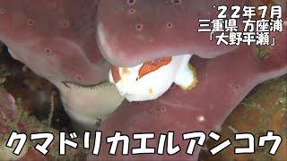 クマドリカエルアンコウ（’２２年７月　三重県方座浦）｜ダイビング｜【よしおちゃんねる】