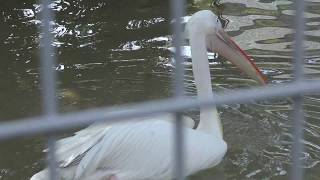 モモイロペリカン (天王寺動物園) 2017年11月3日