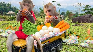 Chef Bim Bim obedient harvests eggs to make egg rolls for baby monkey Obi