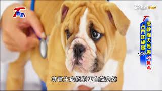 日本寵物高齡化！高齡貓犬易患心臟病 T觀點 20171209 (2/4)