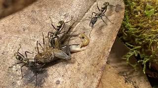 Neoponera villosa Fütterung / Neoponera villosa feeding