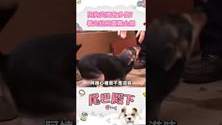 🐕全網最傻的狗，看完結局震驚全網！#寵物 #動物 #可愛