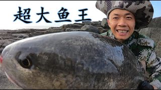 【小俞赶海】50斤鱼饵撒半岛乱石坑，引来超大鱼王和剧毒猛货霸坑掠食，赚翻了