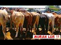 Harga Sapi Terbaru Murah Lurr‼️|| Pasar Pon Ambarawa Semarang